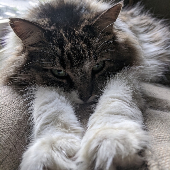 Posh Ambassador-Shop with Confidence - Picture 3 of 4